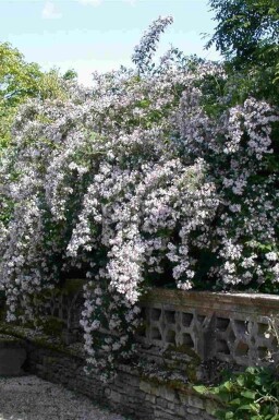 Kolkwitzia amabilis buske 80-100 cm