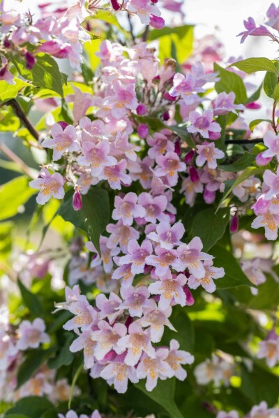 Kolkwitzia amabilis buske 100-125 cm