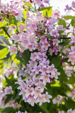 Ingen bild tillgänglig