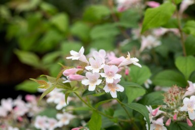 Kolkwitzia amabilis buske 150-175 cm