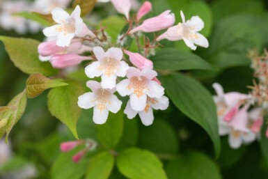 Kolkwitzia amabilis buske 150-175 cm