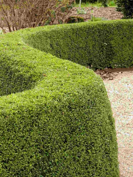 Lonicera nitida 'Elegant' buske 30-40 cm