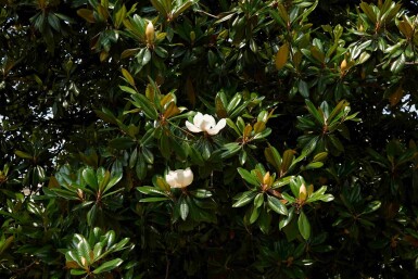 Magnolia grandiflora buske 60-80 cm