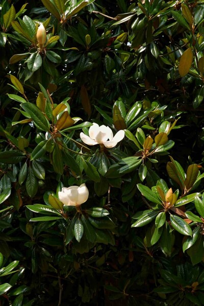 Magnolia grandiflora buske 80-100 cm