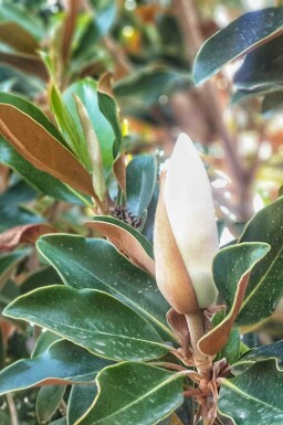 Magnolia grandiflora 'Little Gem' buske 100-125 cm