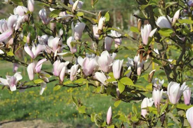 Magnolia 'Heaven Scent' buske 125-150 cm