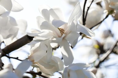 Magnolia loebneri 'Merrill' buske 60-80 cm