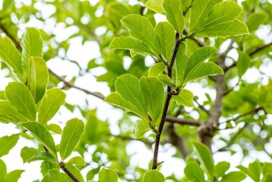 Magnolia loebneri 'Merrill' buske 60-80 cm