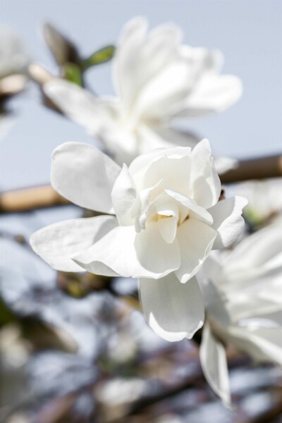 Magnolia loebneri 'Merrill' buske 125-150 cm