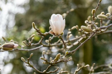 Magnolia loebneri 'Merrill' buske 125-150 cm