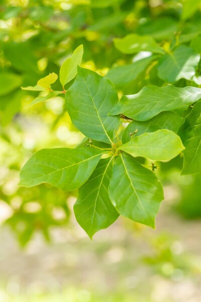 Nyssa sylvatica buske 40-60 cm