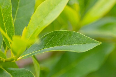 Nyssa sylvatica buske 80-100 cm