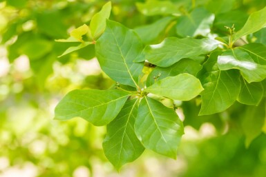 Nyssa sylvatica buske 80-100 cm