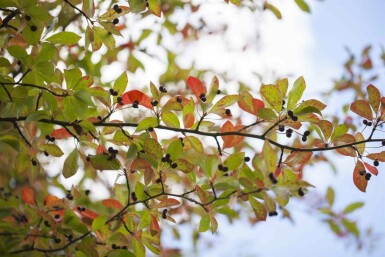 Nyssa sylvatica buske 80-100 cm