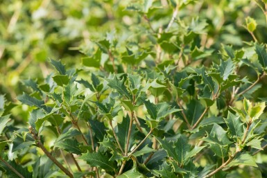 Osmanthus heterophyllus buske 60-80 cm