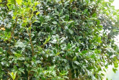 Osmanthus heterophyllus buske 80-100 cm