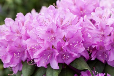 Rhododendron catawbiense 'Boursault' buske 40-50 cm