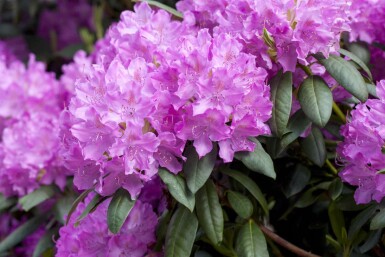 Rhododendron catawbiense 'Boursault' buske 60-80 cm