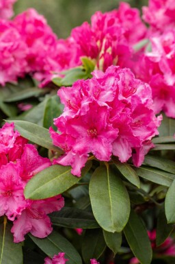 Rhododendron 'Germania' buske 50-60 cm