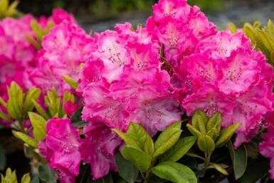 Rhododendron 'Germania' buske 50-60 cm
