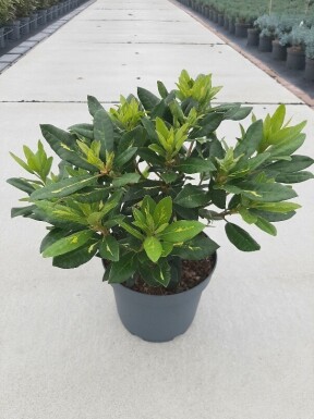 Rhododendron 'Goldflimmer' buske 30-40 cm