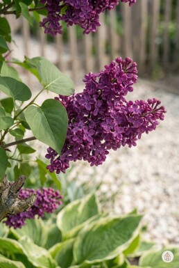 Syringa vulgaris 'Andenken an Ludwig Spath' buske 50-60 cm