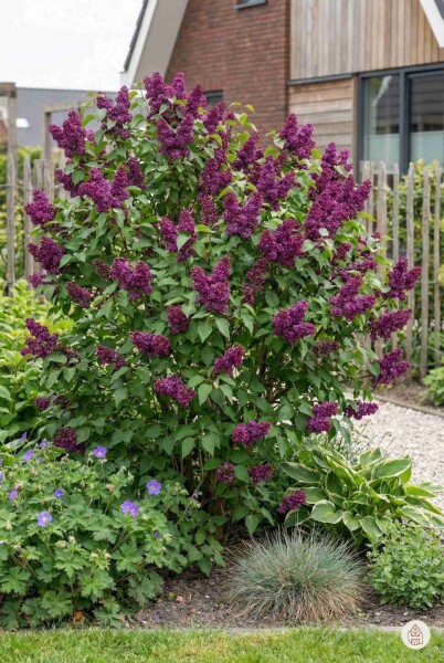 Syringa vulgaris 'Andenken an Ludwig Spath' buske 100-125 cm