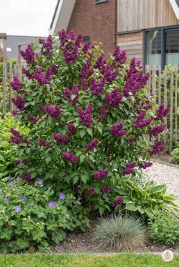 Syringa vulgaris 'Andenken an Ludwig Spath' buske 100-125 cm