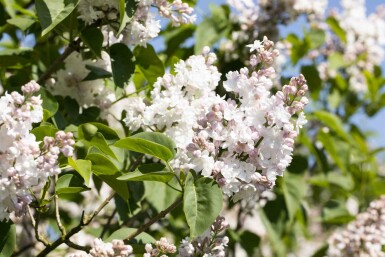 Syringa vulgaris 'Beauty of Moscow' buske 60-80 cm