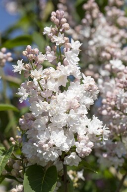 Syringa vulgaris 'Beauty of Moscow' buske 60-80 cm