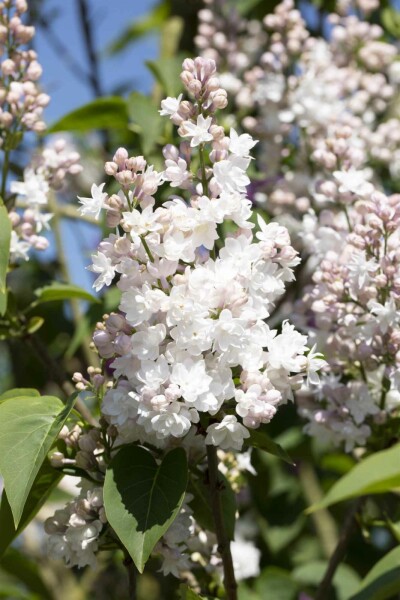 Syringa vulgaris 'Beauty of Moscow' buske 80-100 cm