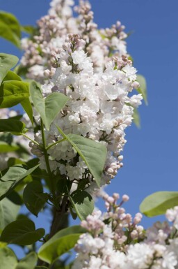 Syringa vulgaris 'Beauty of Moscow' buske 80-100 cm