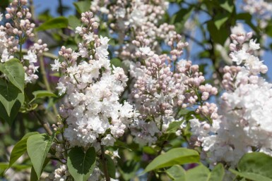 Syringa vulgaris 'Beauty of Moscow' buske 80-100 cm