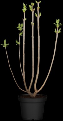 Syringa vulgaris 'Beauty of Moscow' buske 80-100 cm