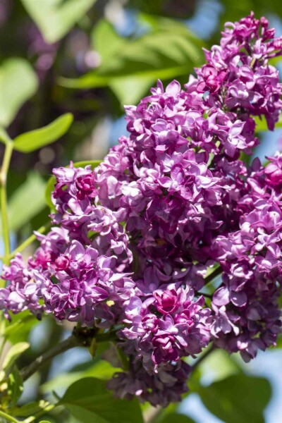 Syringa vulgaris 'Charles Joly' buske 60-80 cm