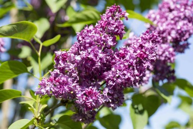 Syringa vulgaris 'Charles Joly' buske 60-80 cm