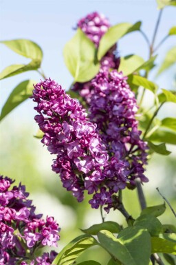 Syringa vulgaris 'Charles Joly' buske 60-80 cm