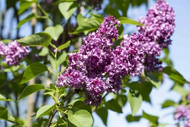 Syringa vulgaris 'Charles Joly' buske 100-125 cm