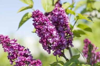 Syringa vulgaris 'Charles Joly' buske 100-125 cm