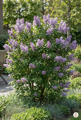 Syringa vulgaris 'Michel Buchner' buske 80-100 cm
