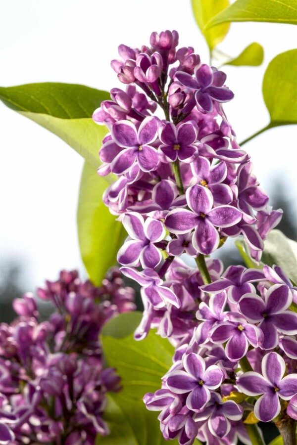 Syren Syringa vulgaris 'Sensation' buske 60-80 C5 Syringa vulgaris 'Sensation' buske 60-80 cm