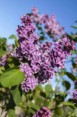 Syren Syringa vulgaris 'Sensation' buske 60-80 C5 Syringa vulgaris 'Sensation' buske 60-80 cm