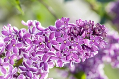 Syringa vulgaris 'Sensation' buske 80-100 cm
