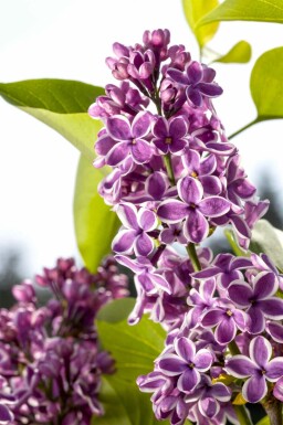Syringa vulgaris 'Sensation' buske 80-100 cm