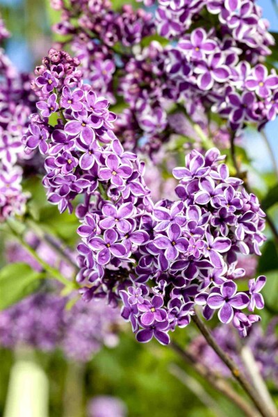 Syringa vulgaris 'Sensation' buske 125-150 cm