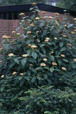 Viburnum rhytidophyllum buske 60-80 cm