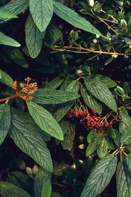 Viburnum rhytidophyllum buske 125-150 cm