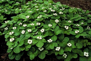 Amerikanskt hönsbär Cornus canadensis Cornus canadensis