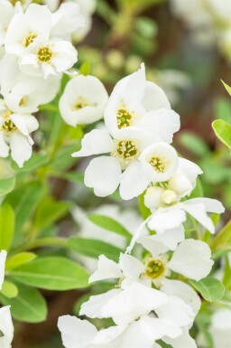 Exochorda racemosa 'Niagara' buske 80-100 cm