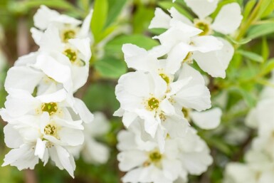 Exochorda racemosa 'Niagara' buske 80-100 cm